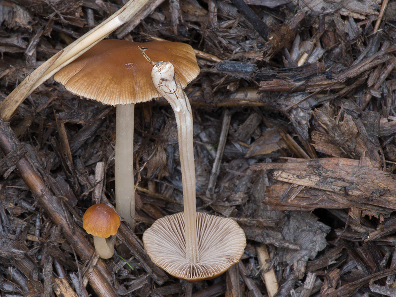 Psathyrella lutensis